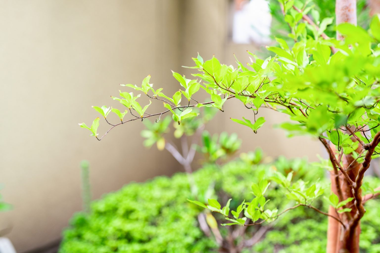 古民家の庭づくり！和風・和モダンの庭をつくるには？ | ハレノヒ住まい・静岡の古民家づくり